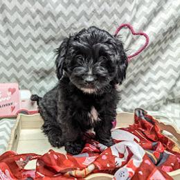 Aussiedoodle, Australian Shepherd, Bernedoodle, Cockapoo, and Poodle Puppies from Sis' Doodles & Poodles