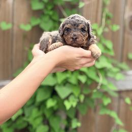 Ice Cream - Purple - Merle female Bernedoodle puppy in Charleston, South Carolina from Palm Belle Doodles