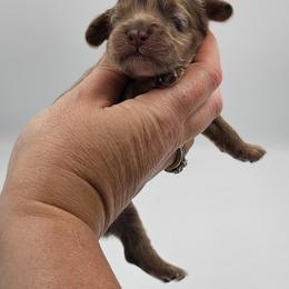 Black Male - Brown and white male Cockapoo puppy in Mocksville, North Carolina from Hunting Creek Farm & Kennel