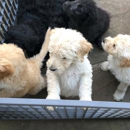 Goldendoodles from Cindy's Doodles