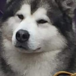 Alaskan Malamutes from Aurora Borealis Kennels