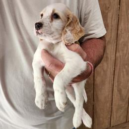 Girl 4 Yellow - Lemon belton female Llewellin Setter puppy in North Dinwiddie, Virginia from Pups Furever