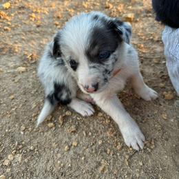 Boy 4 - male Border Collie puppy in Austin, Texas from Abundant Life Ranch Border Collies