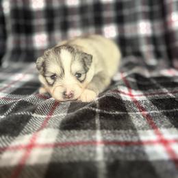 Aurora - Silver and white female Pomsky puppy in Coos Bay, Oregon from Ocean View Pomskies