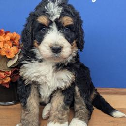 Cheyanne - Tri-color female Bernedoodle puppy in Lancaster, Minnesota from Richardville Hunde