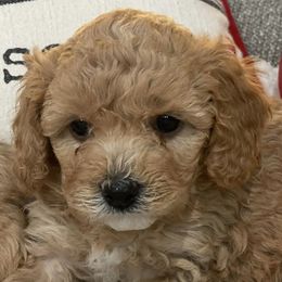 Cavapoos from Whiteley Doggies