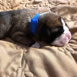 Creed - Fawn male Boxer puppy in Deland, Florida from Baby Bliss Boxers