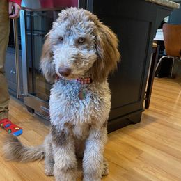 Goldendoodle Puppies from Angel's Doodles