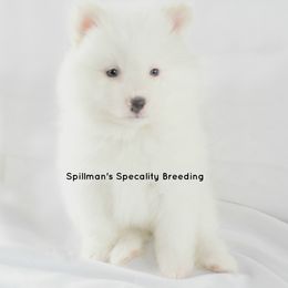 Pomeranian and Pomsky Puppies from Spillman's Specialty Breeding