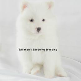 Pomeranian and Pomsky Puppies from Spillman's Specialty Breeding