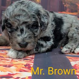 Goldendoodle, Golden Retriever, Labradoodle, and Labrador Retriever Puppies from Robertson's Retrievers and Doodles