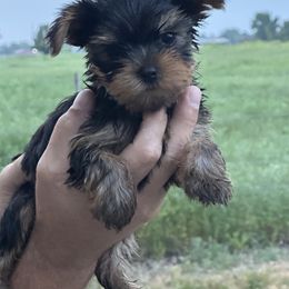 Jasper - Black and tan male Yorkshire Terrier puppy in South Coffeyville, Oklahoma from Nicki's Yorkies