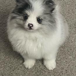 Nova - Blue merle female Pomeranian puppy in Brentwood, California from Royalpawpoms