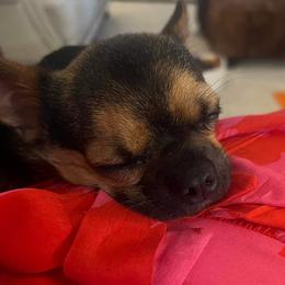 Chihuahua Puppies from Small and Mighty Chihuahuas