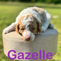 Gazelle - Apricot female Poodle puppy in Ardmore, Oklahoma from The Poodles of Green Acres