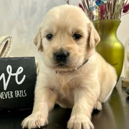 Titan - Light golden male Golden Retriever puppy in Doniphan, Missouri from Stockford’s Golden Retrievers