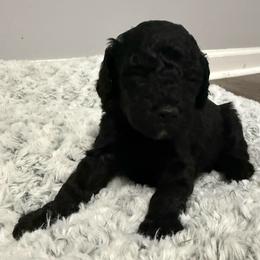 Male 1 - Black male Cockapoo puppy in Dahlonega, Georgia from Loveable Cockapoos