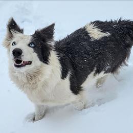 May - Border Collie