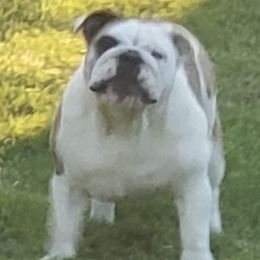 Bulldogs from McCullough Bulldogs