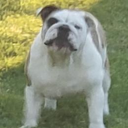 Bulldogs from McCullough Bulldogs