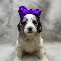 Ravioli - Merle female Goldendoodle puppy in Williamson, New York from Lakeside Doodles