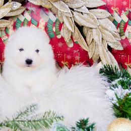 Scout - White and biscuit male Samoyed puppy in West Jordan, Utah from Rocky Mountain Samoyeds