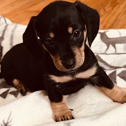 Dachshund Puppies from We love our dachshunds 2005