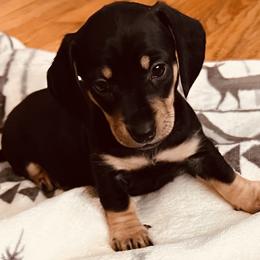 Dachshund Puppies from We love our dachshunds 2005