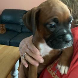 Dark green - Fawn male Boxer puppy in Louisville, Kentucky from Nelson’s Fancy Frenchies and Bulldogs
