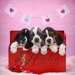 Verang - Black brown and white female Basset Hound puppy in Surprise, Arizona from Howlin Hounds