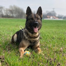 Evita - German Shepherd