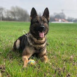 Evita - German Shepherd