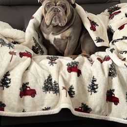 Bulldog Puppies from Triple Crown English Bulldogs