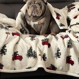Bulldog Puppies from Triple Crown English Bulldogs