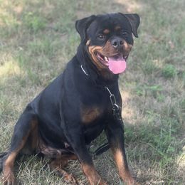 Sasha - Rottweiler