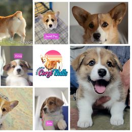 Pembroke Welsh Corgi Puppies from California Corgi Butts