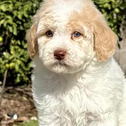 Goldendoodles and Poodles from Goldendoodles & Poodles of San Diego