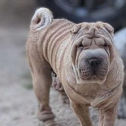 Sunny - Chinese Shar-Pei