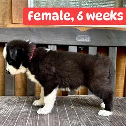 Red collar - Black and white female Yakutian Laika puppy in Bethel, Ohio from Caldersong Kennels