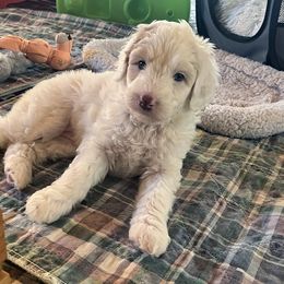 Sleepy - Red male Aussiedoodle puppy in Springfield, Missouri from Doodle Dandy Bernedoodles & Aussiedoodles