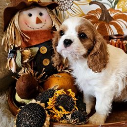 Sage - Blenheim male Cavalier King Charles Spaniel puppy in Marshfield, Missouri from Puppyloversplace