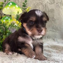 Mousse (Blue) - Chocolate, tan and white male Yorkshire Terrier puppy in Parkersburg, West Virginia from Chocolate Diamonds in the RUFF