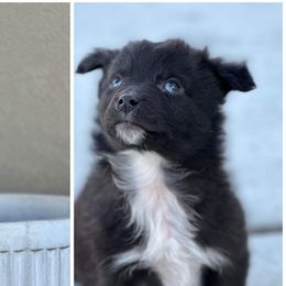 Boy 5 (China) - Black & white Australian Shepherd puppy in Utah from Sage Brook Companions