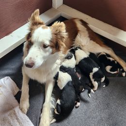 Border Collie Puppies from Lacy Mountain Stockdogs