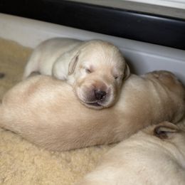Orange Collar - Yellow female Labrador Retriever puppy in Somerset, California from Cantina Labs and Cavs
