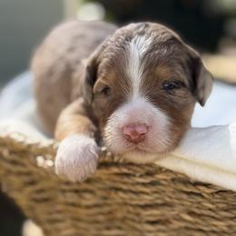 Milky Way - Chocolate merle male Bernedoodle puppy in Temecula, California from Country Hills Doodles