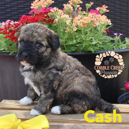 Cash - Sable male Bernedoodle puppy in Heyworth, Illinois from Cobble Creek Puppies