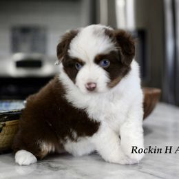 Cassie - female Miniature Australian Shepherd puppy in Russellville, Arkansas from Rockin H Aussies