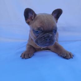 Ellie (Girl 4) - Blue fawn female French Bulldog puppy in Neosho, Missouri from Norris Frenchies