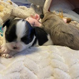 Pickles - Tricolor male Shih Tzu puppy in Wyoming, Michigan from Shih Tzu Shenanigans